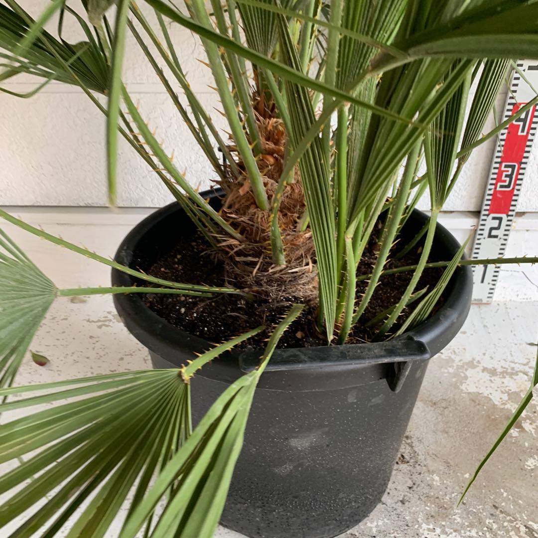 チャメロプス　大株　ドライガーデン　チャメロップス　耐寒性　アガベ 71