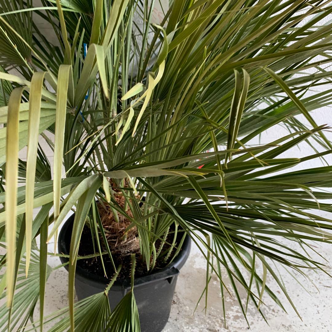 チャメロプス　大株　ドライガーデン　チャメロップス　耐寒性　アガベ 71