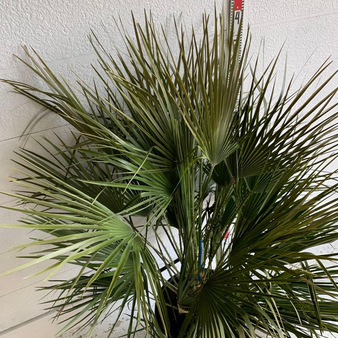 チャメロプス　大株　ドライガーデン　チャメロップス　耐寒性　アガベ 71