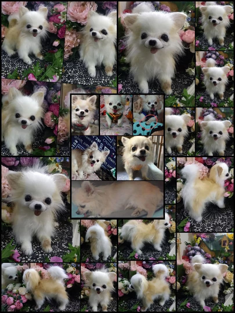 オーダー受付中♥️  チワワ　犬　ペットロス　実物大　ぬいぐるみ　カズコオガワ