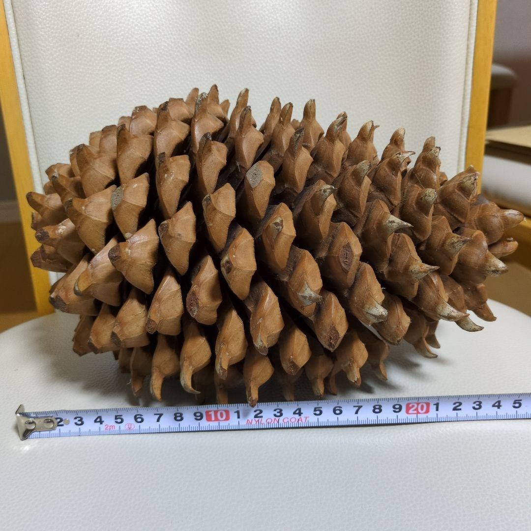 オオミマツ　巨大　松ぼっくり