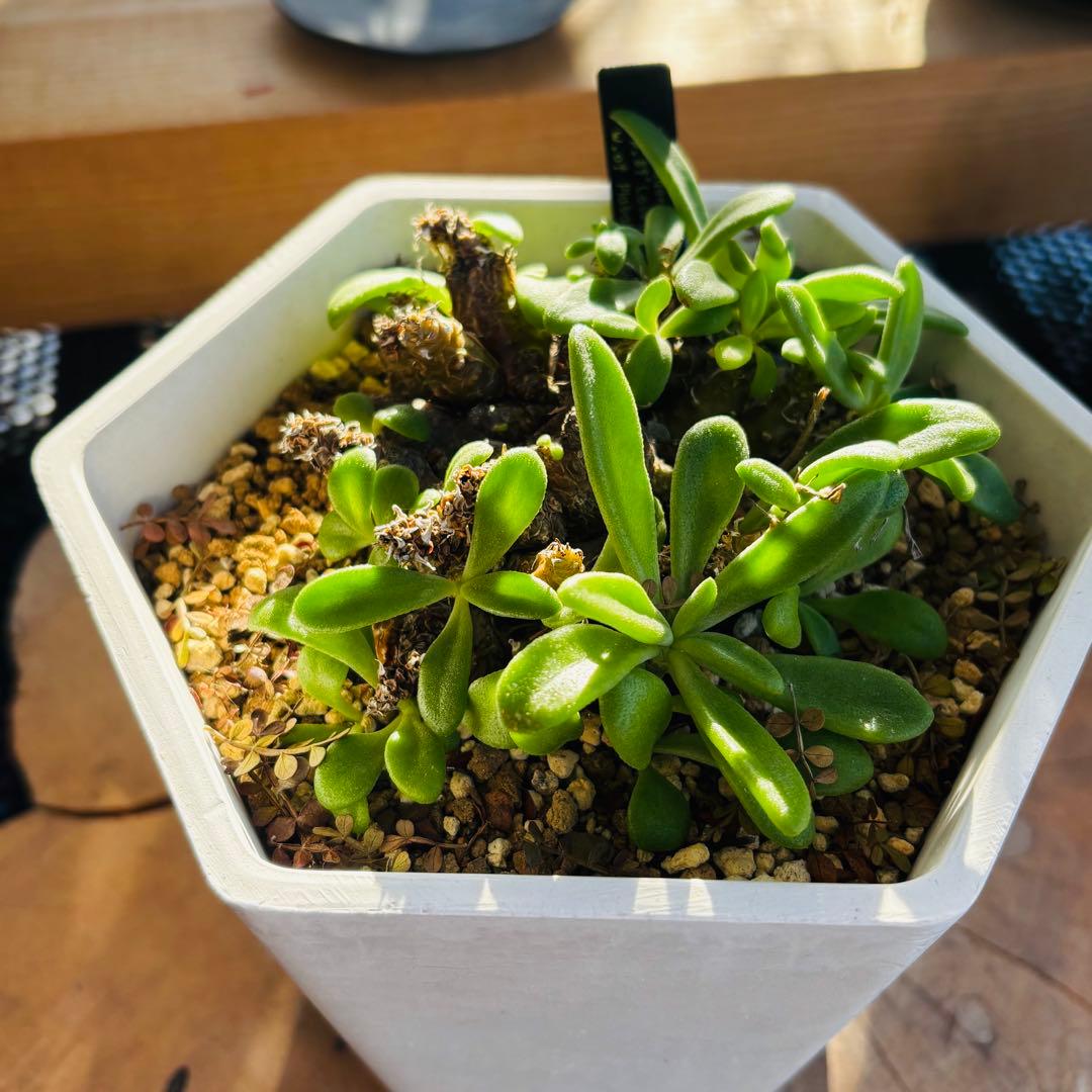 短期間限定超特価！希少 大株 チレコドン ラブラノス 塊根 冬型植物 万物想亜種