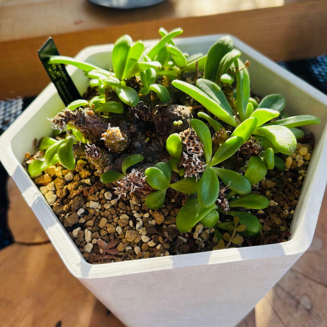 短期間限定超特価！希少 大株 チレコドン ラブラノス 塊根 冬型植物 万物想亜種