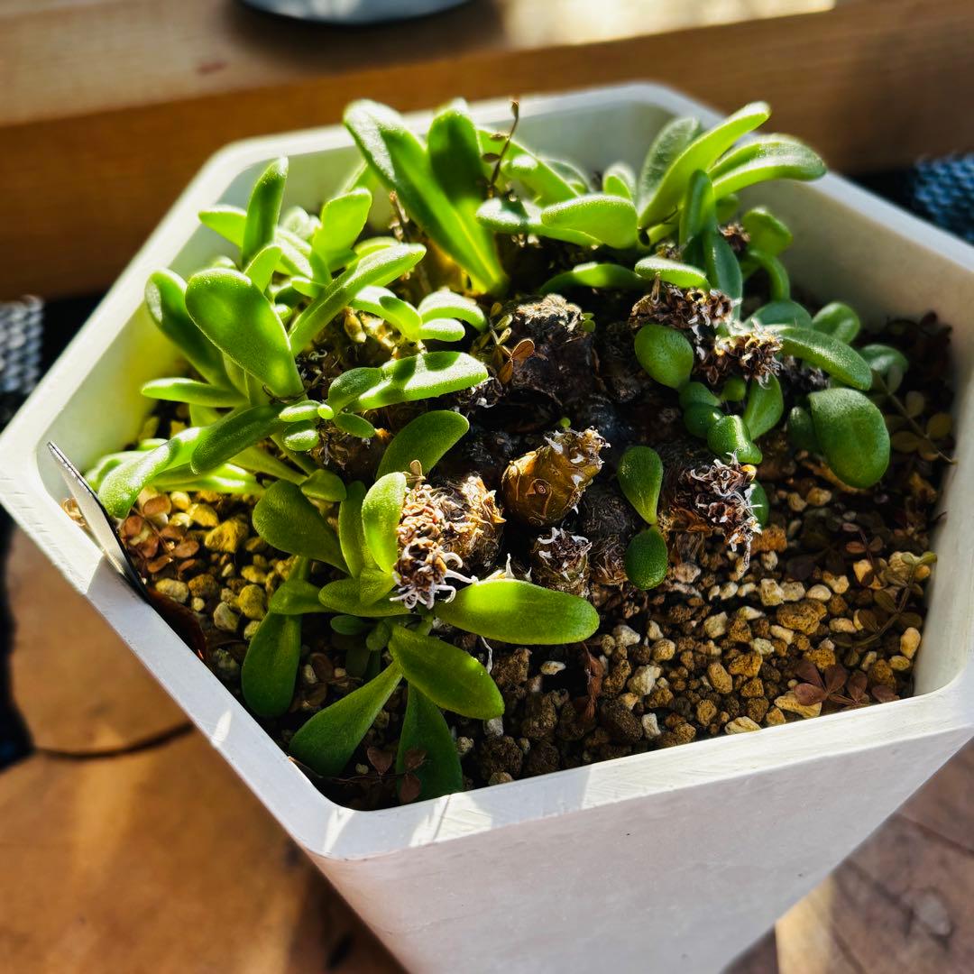 短期間限定超特価！希少 大株 チレコドン ラブラノス 塊根 冬型植物 万物想亜種