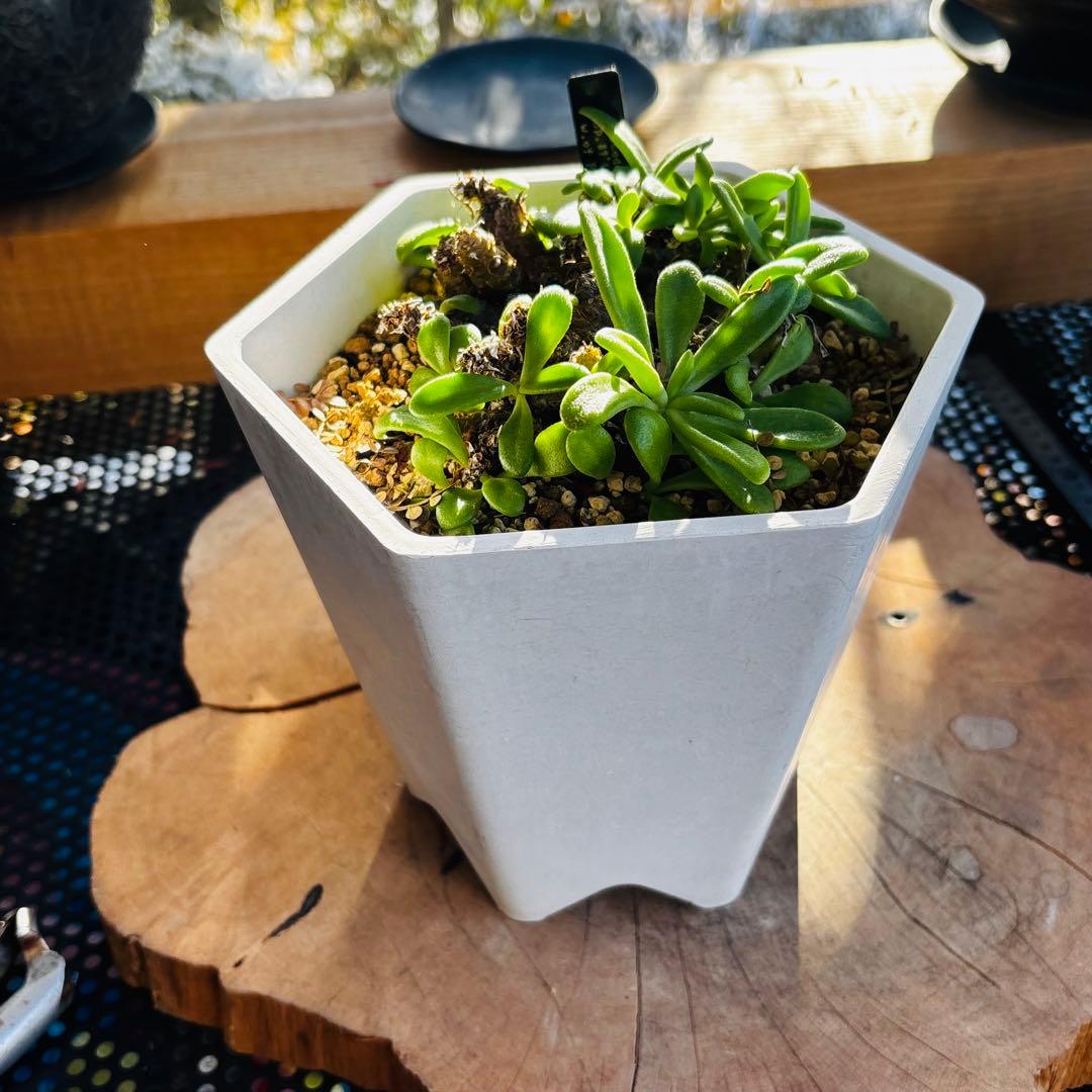 短期間限定超特価！希少 大株 チレコドン ラブラノス 塊根 冬型植物 万物想亜種