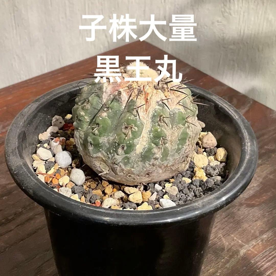 コピアポア　子吹き黒王丸　子株10個付き