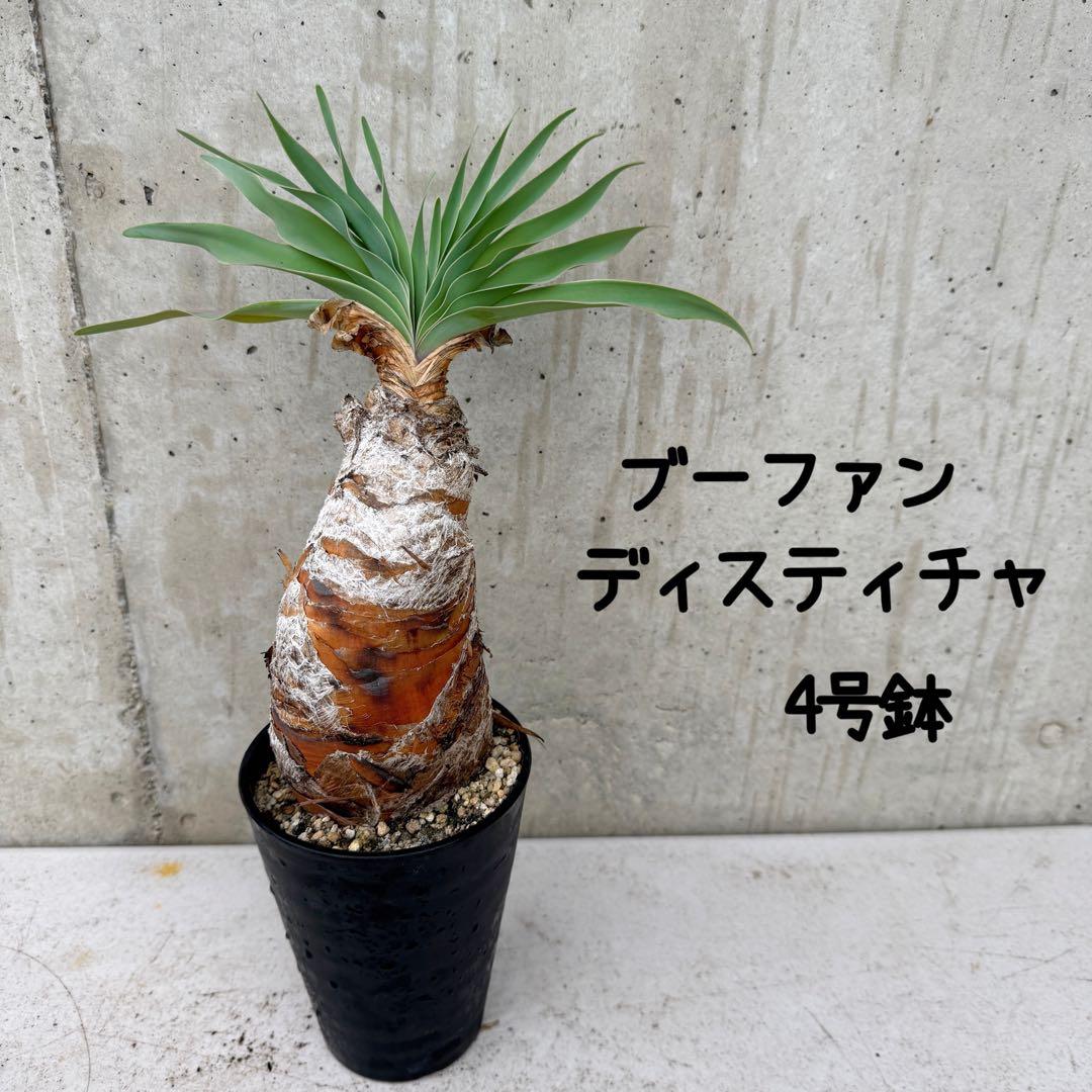 ブーファン　ディスティチャ　4号鉢 d 球根植物