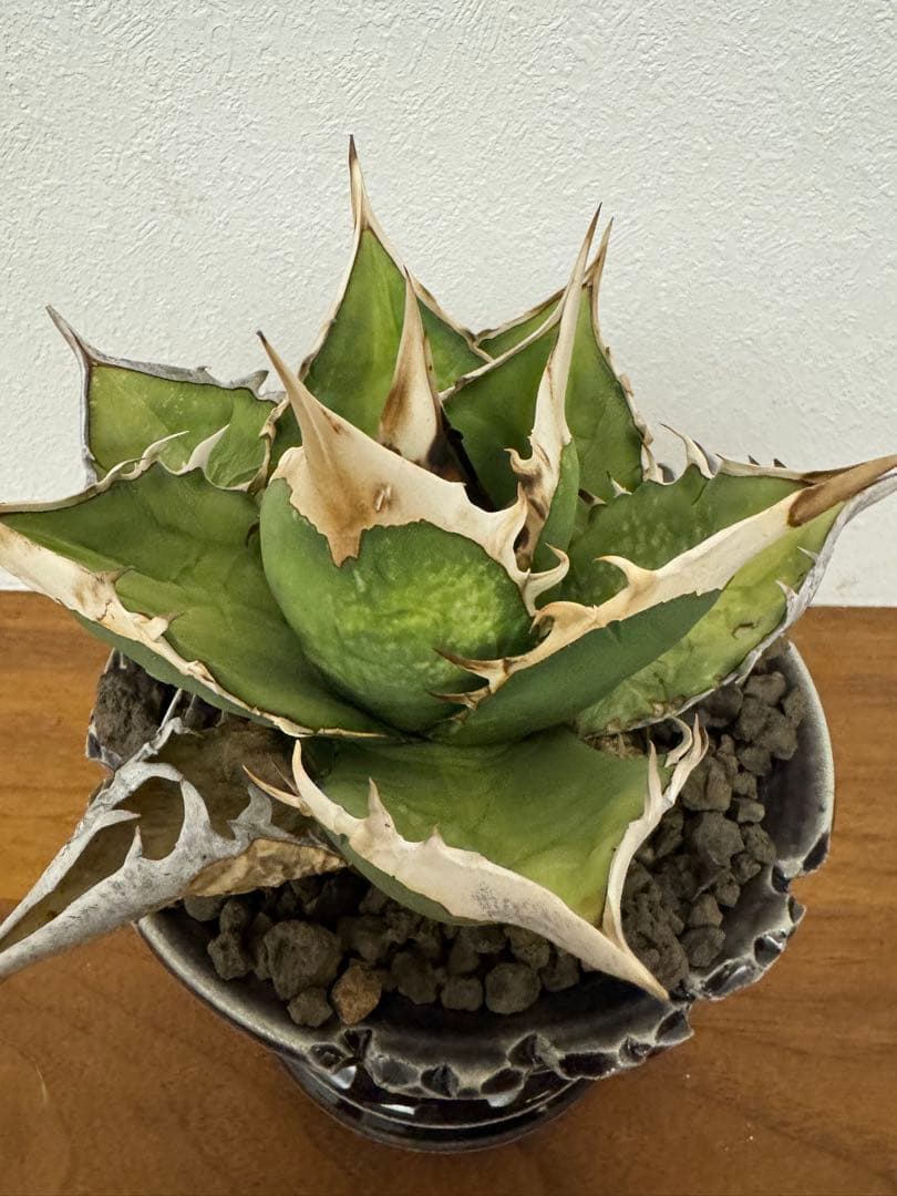 最終値下げ　アガベ　オアハカオテロイ　現地球　発根済　活着済　チタノタ