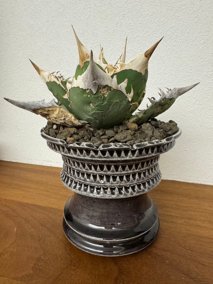 最終値下げ　アガベ　オアハカオテロイ　現地球　発根済　活着済　チタノタ