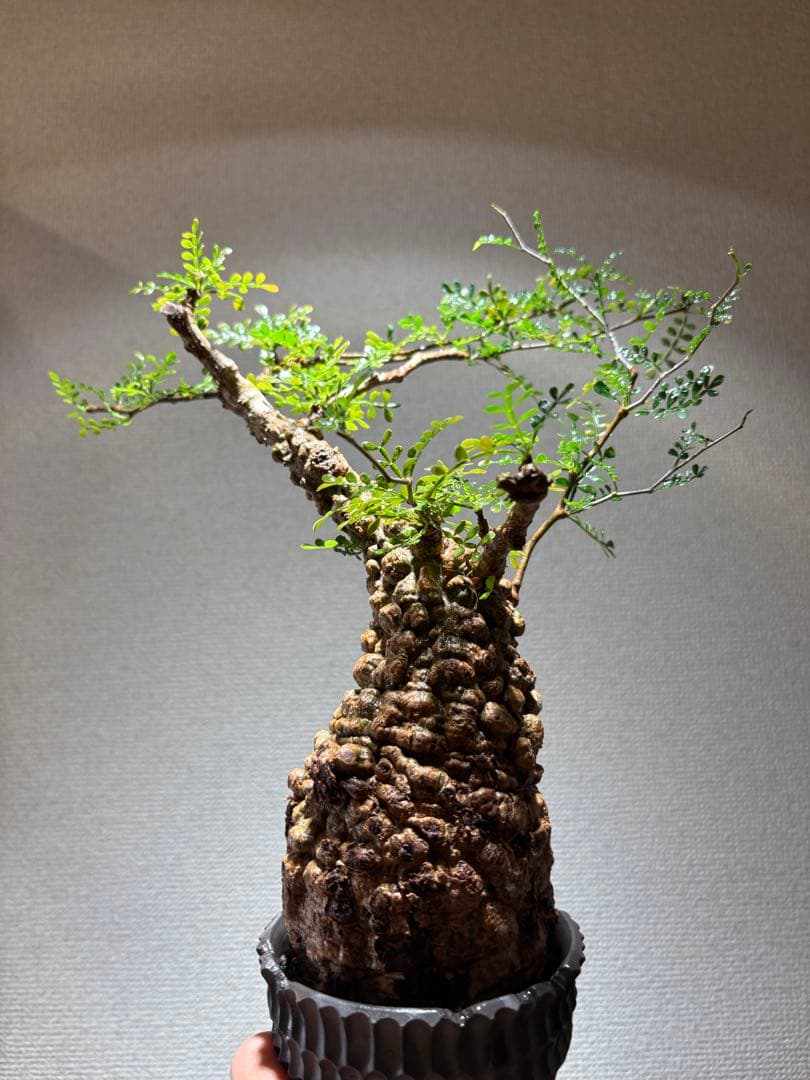 MK【発根済み】オペルクリカリア・パキプス