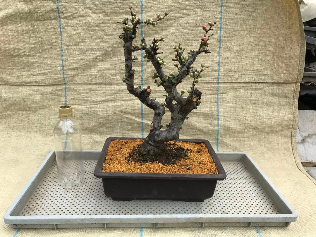 木瓜(ボケ)・放春花　安田錦　角鉢(咲分け保証品)①