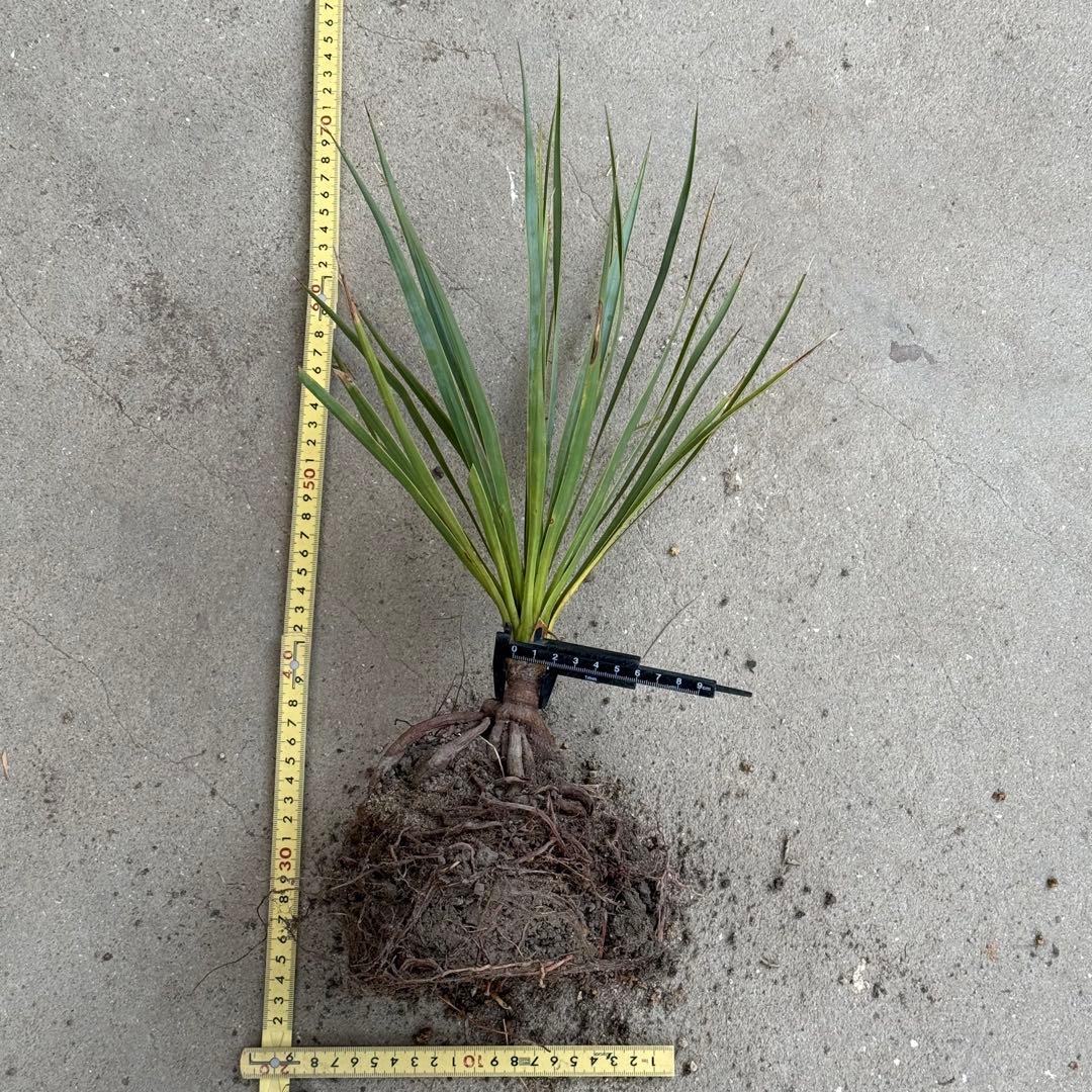 ユッカ ロストラータ 実生 6年目