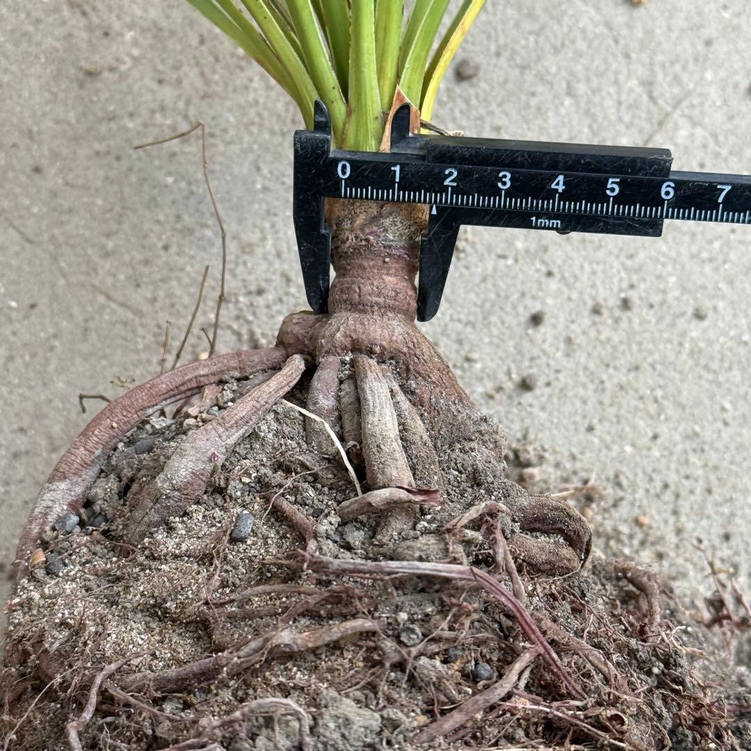 ユッカ ロストラータ 実生 6年目