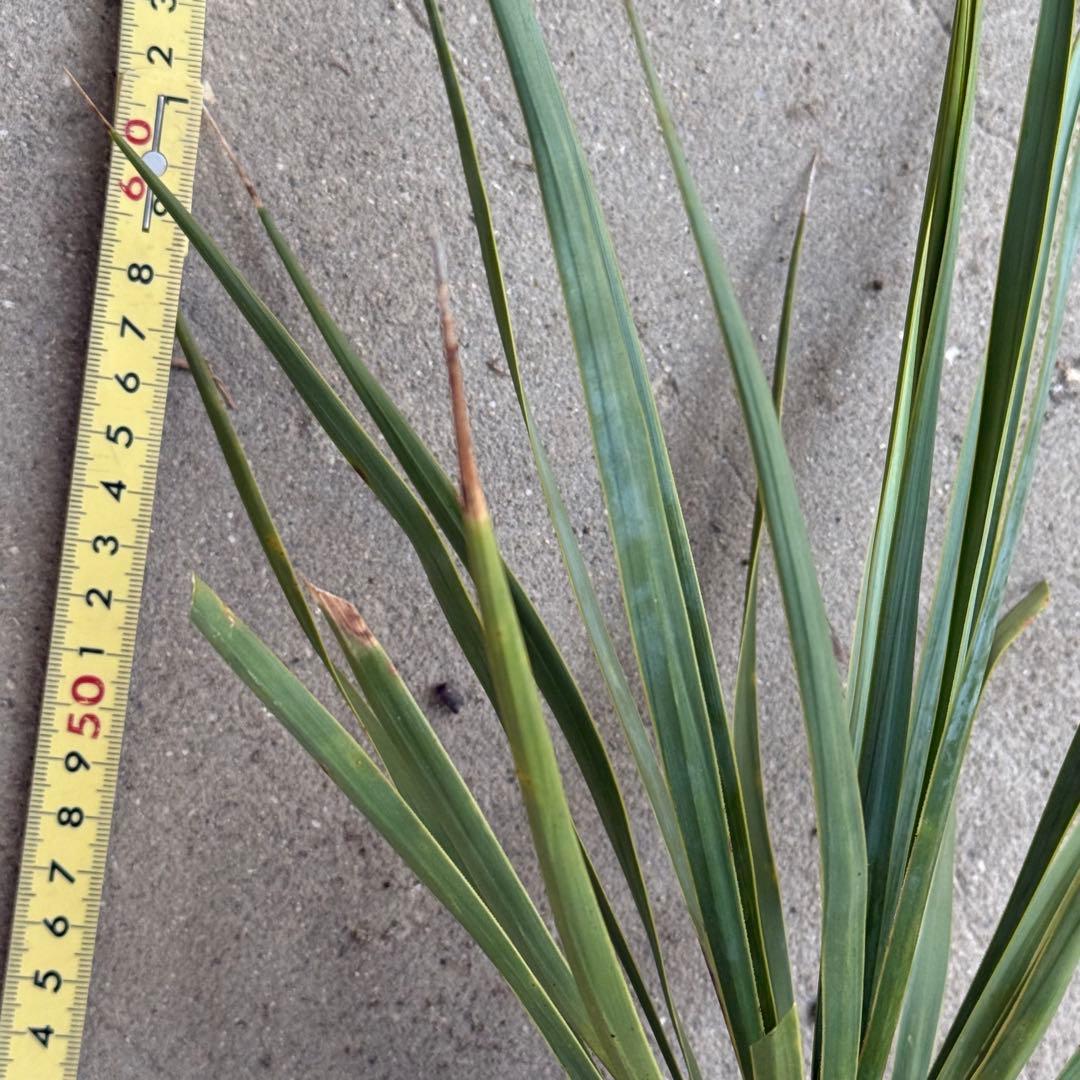 ユッカ ロストラータ 実生 6年目