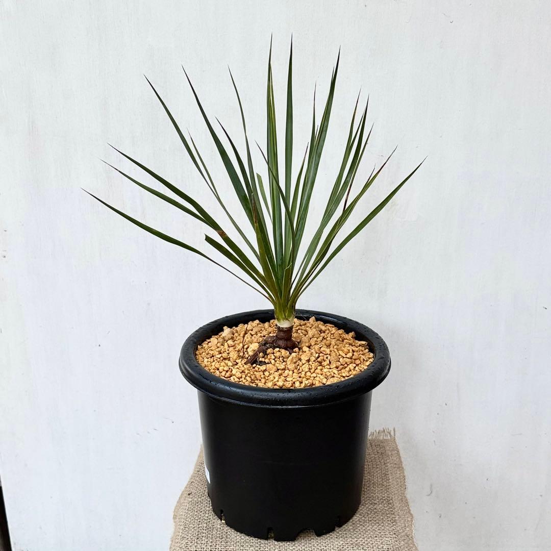 ユッカ ロストラータ 実生 6年目