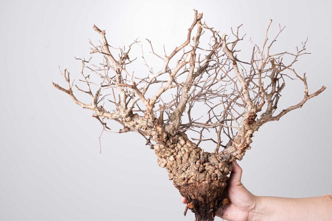 KP76 オペルクリカリア パキプス コーデックス ベアルート株