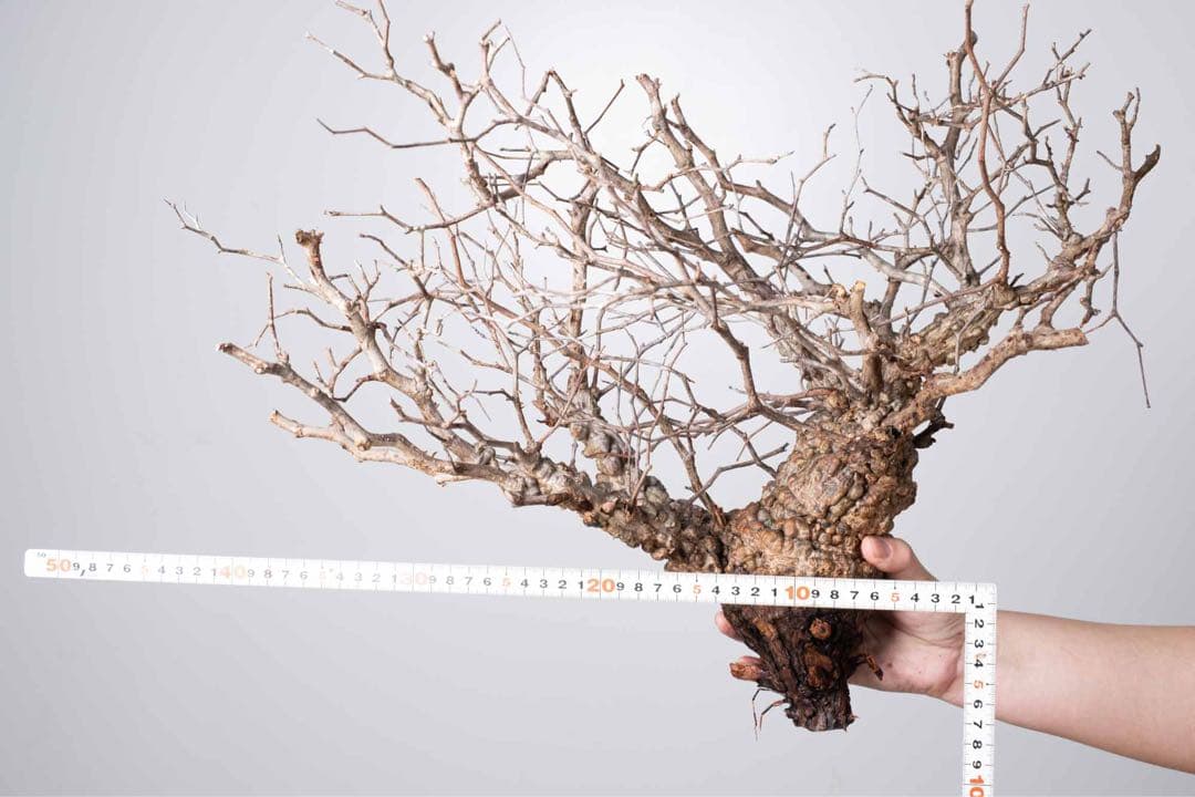 KP76 オペルクリカリア パキプス コーデックス ベアルート株