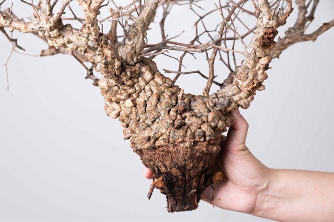 KP76 オペルクリカリア パキプス コーデックス ベアルート株