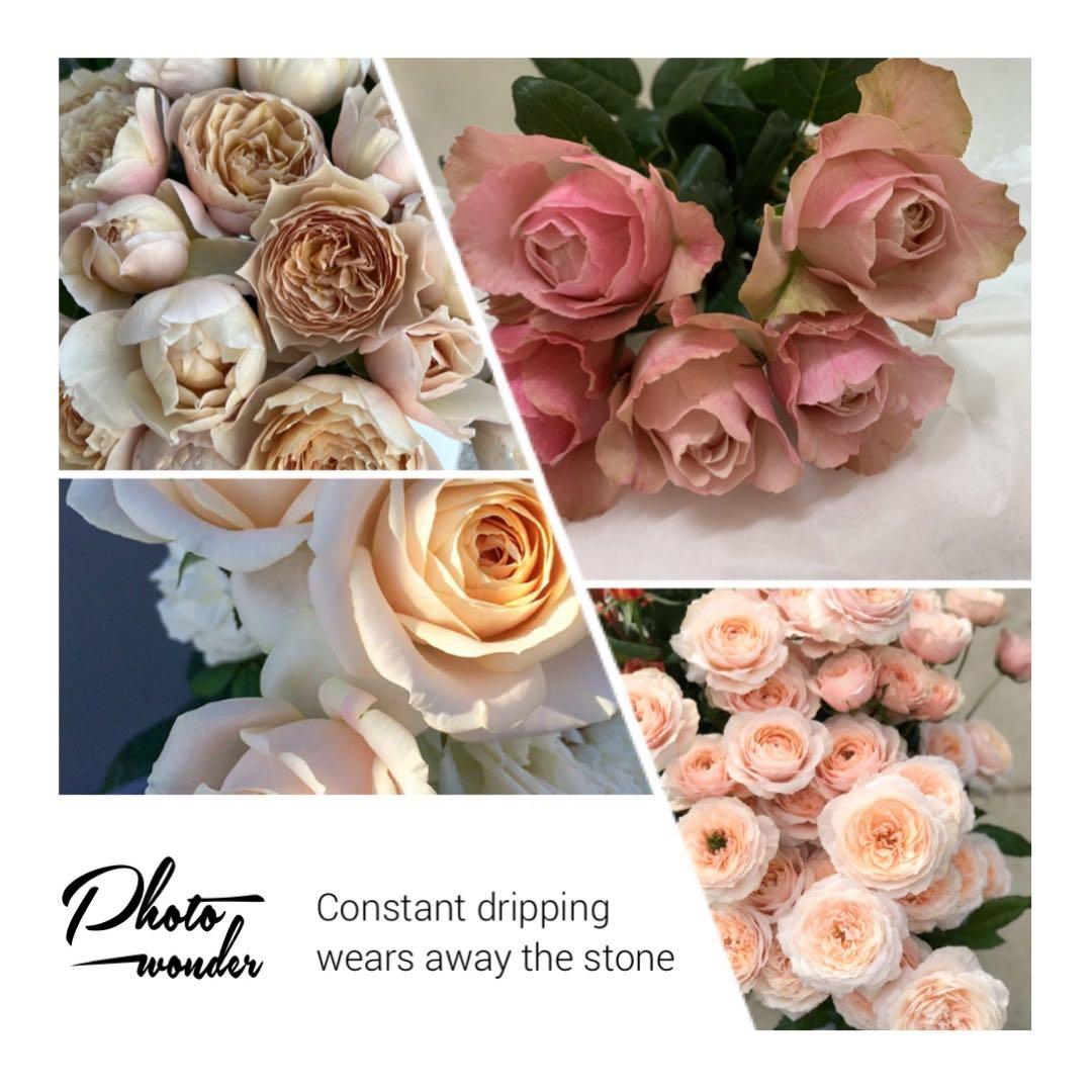 「arisa」 切り花品種バラ苗　レアバラ 4点