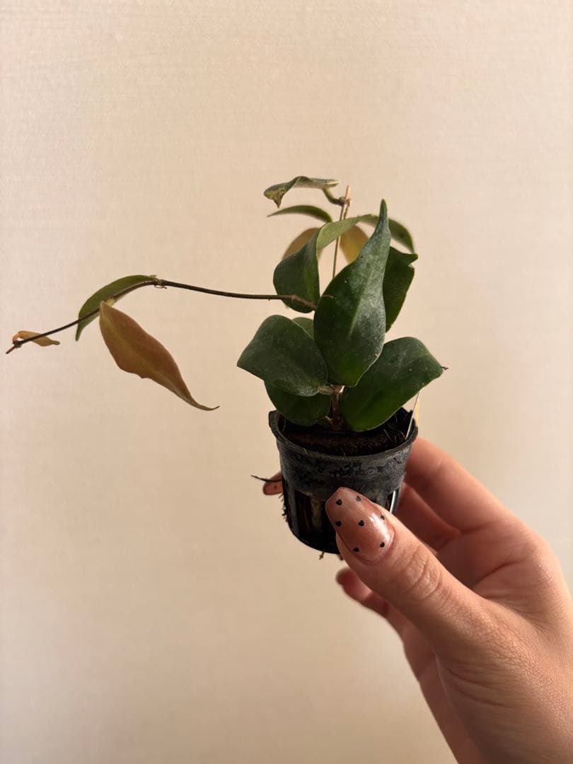 その他観葉植物 Hoya patera pink