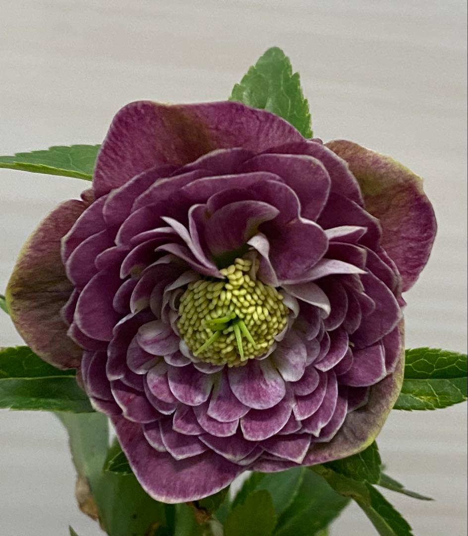 クリスマスローズアンティークアフロディーテ