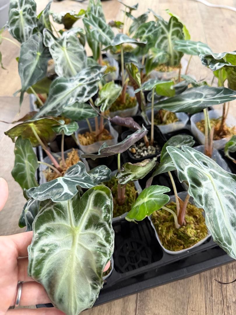 アロカシア ヴェノム Alocasia 'Venom' 21鉢