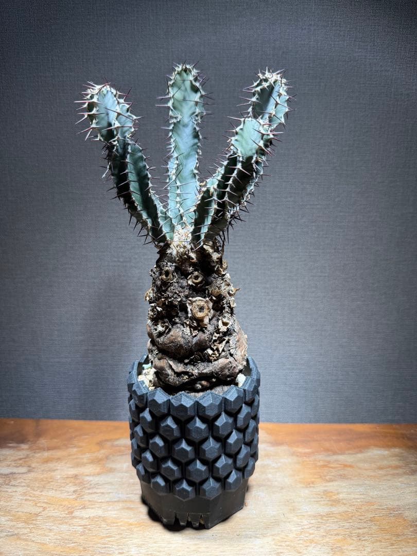 ユーフォルビア ムランジーナ