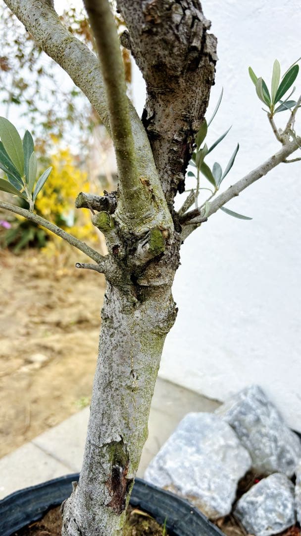 超美形。古木 仕立てオリーブ シプレッシーノ1.7M(鉢底から)