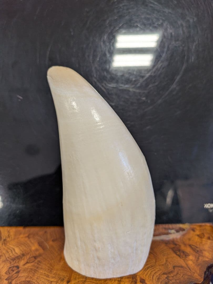 田中野夫マッコウ鯨歯　本物磨き済み！美品