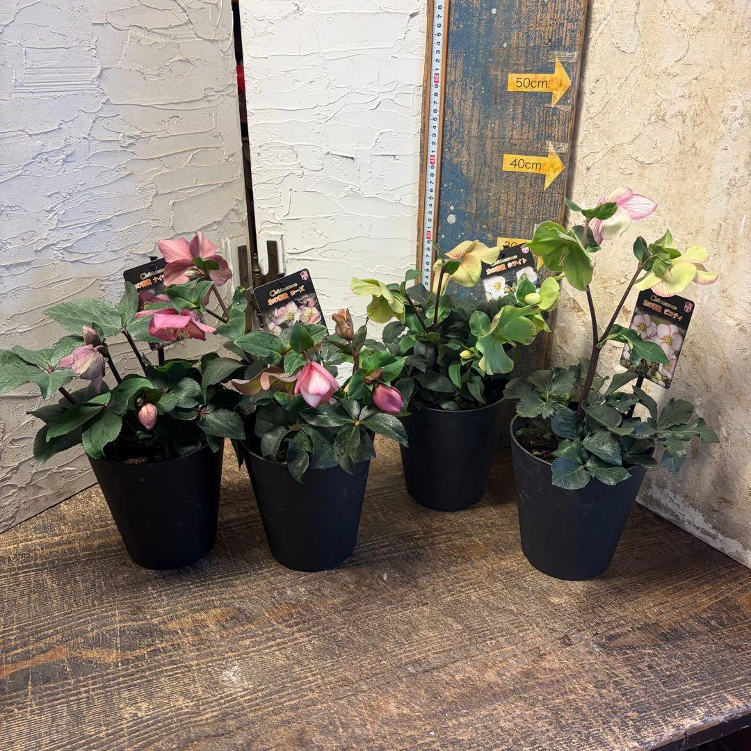 【特選】　クリスマスローズ　氷の薔薇　5寸4種4鉢　ガーデニング