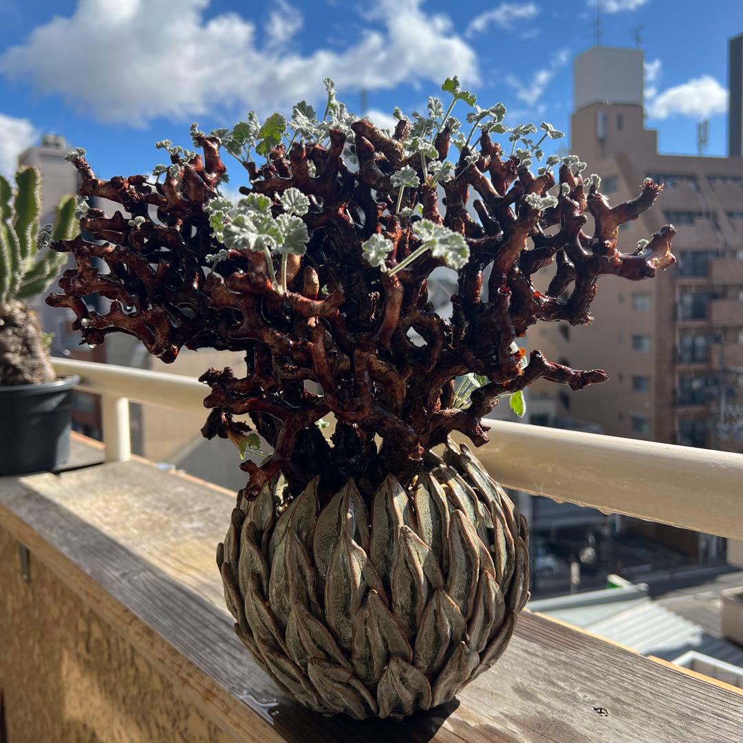 ペラルゴニウム ミラビレ（Pelargonium mirabile）コーデックス