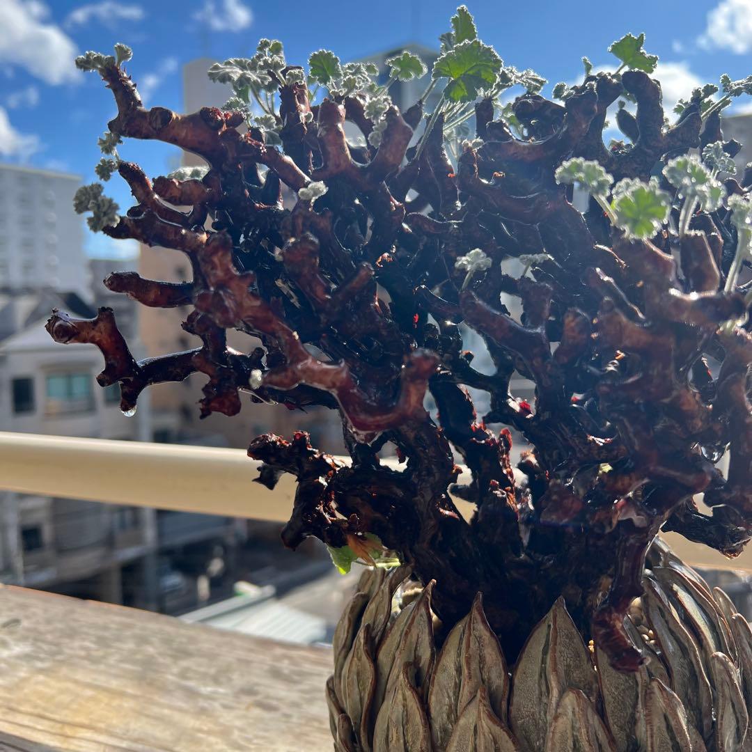 ペラルゴニウム ミラビレ（Pelargonium mirabile）コーデックス