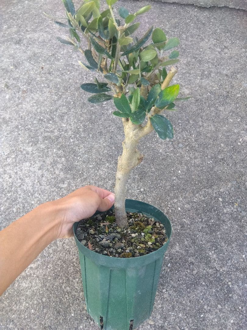 オリーブ　古木　盆栽　５号鉢つき　⑦