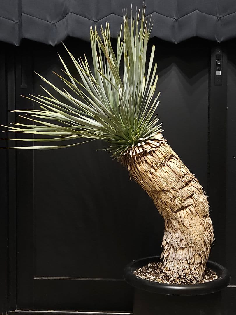 ユッカ ロストラータ (こ)曲がり ブルー強め