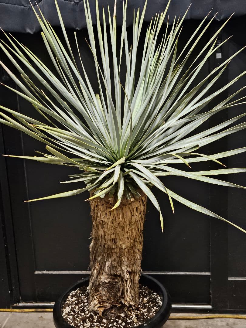 ユッカ ロストラータ (こ)曲がり ブルー強め