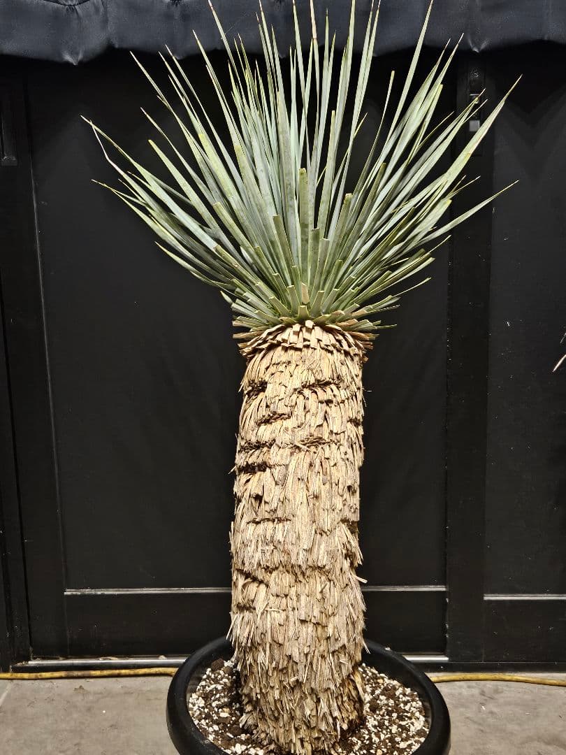 ユッカ ロストラータ (こ)曲がり ブルー強め