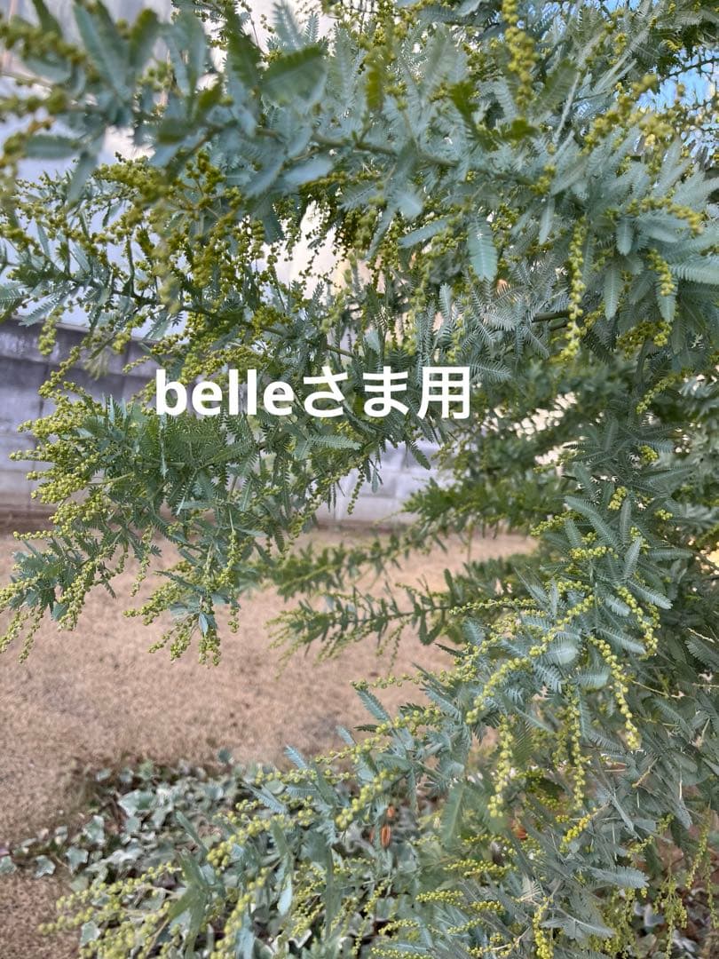belleさま用