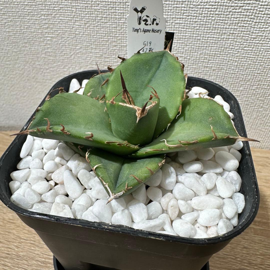 アガベ　g19幻獣