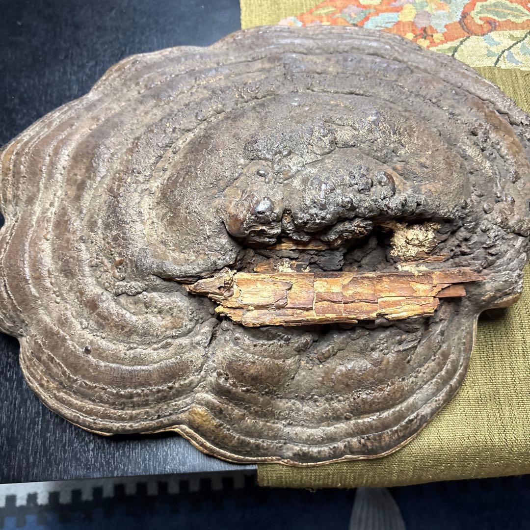 さるのこしかけ　縁起物　鶴舞う　亀❓