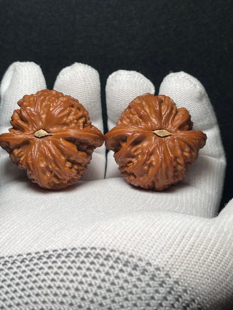 【幻夢文玩商店１年半育成】白獅子４１mm