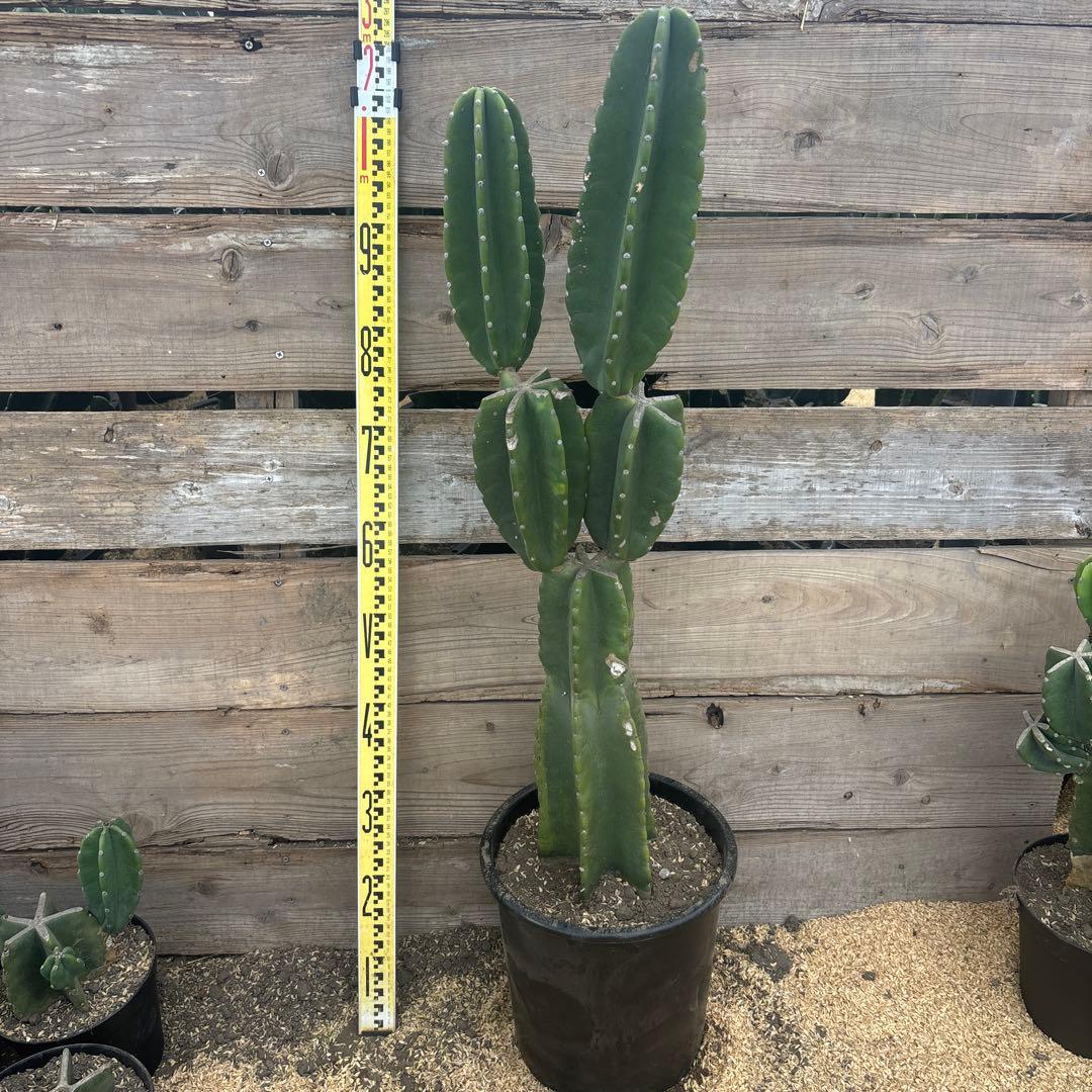 売り切り越冬　柱サボテン　鬼面角　発根　ドライガーデン　サボテン　ウチワサボテン