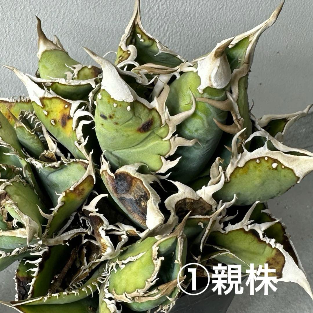 チタノタ シエラミクスティカ WTC セット ※バラ売り可能 検）冰雹、麻花龍