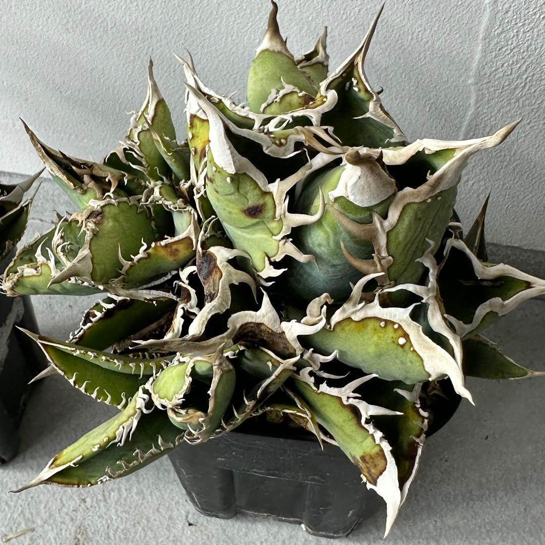 チタノタ シエラミクスティカ WTC セット ※バラ売り可能 検）冰雹、麻花龍