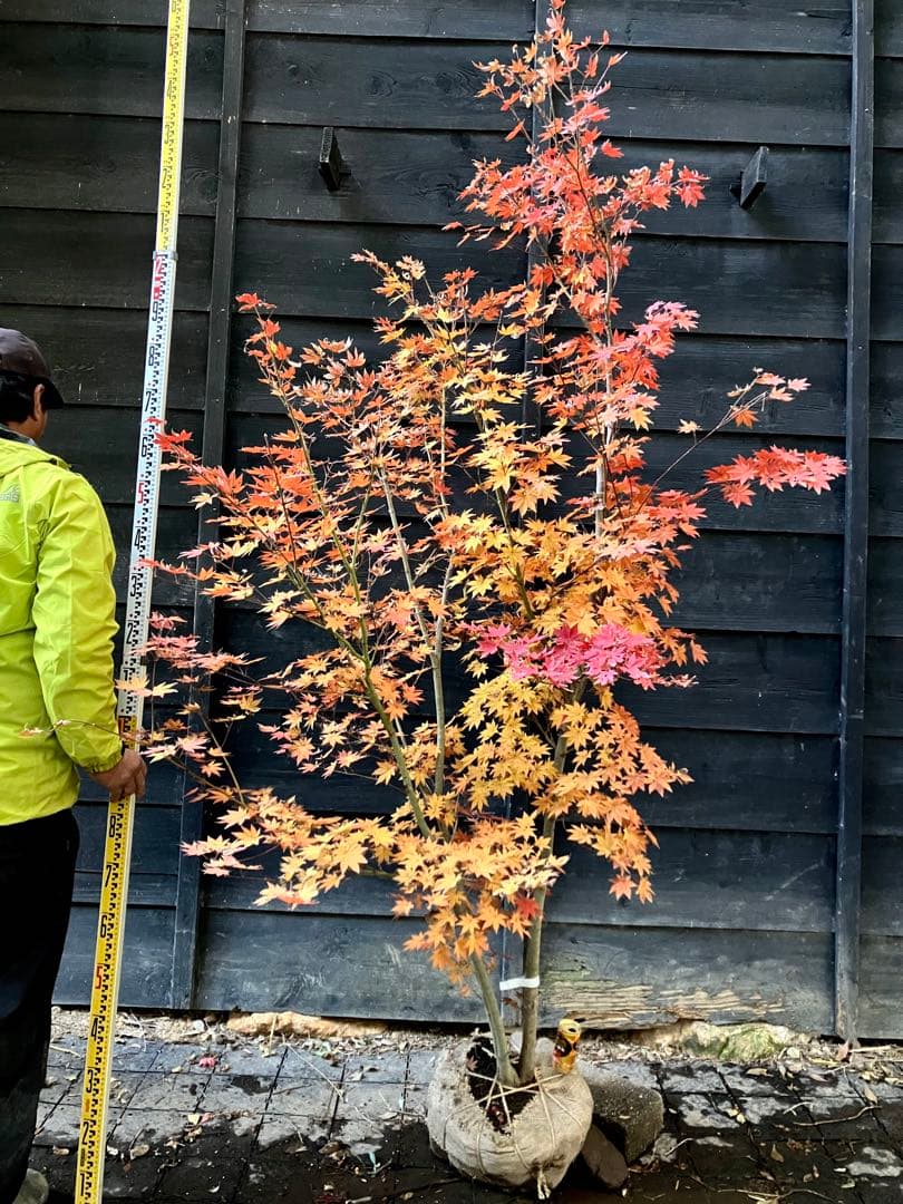 Poppopo　4 コハウチワカエデ