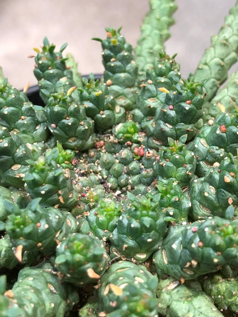 ユーフォルビア・ゴルゴニス