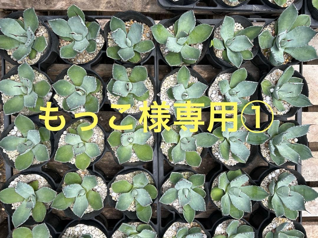 アガベ パリートランカータ