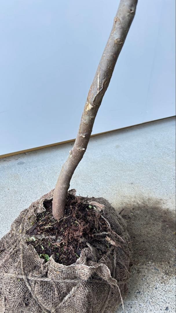 希少な単幹樹形 山採り ハイノキ 株立 638 樹高1.6 m位 高級樹