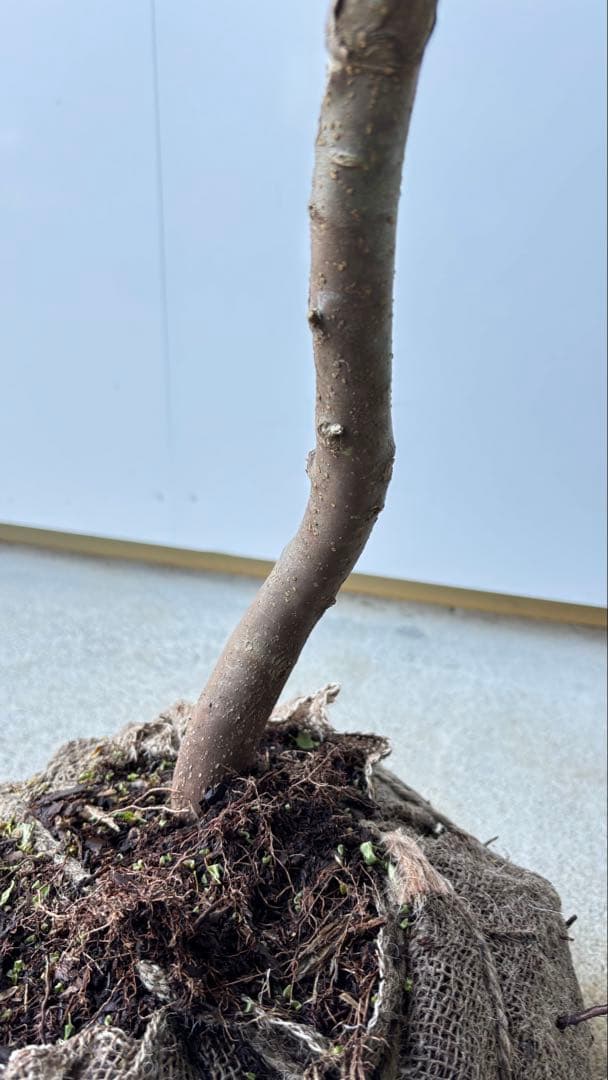 希少な単幹樹形 山採り ハイノキ 株立 638 樹高1.6 m位 高級樹