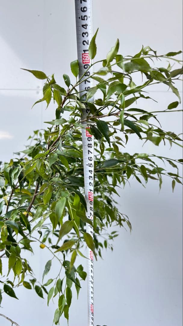 希少な単幹樹形 山採り ハイノキ 株立 638 樹高1.6 m位 高級樹