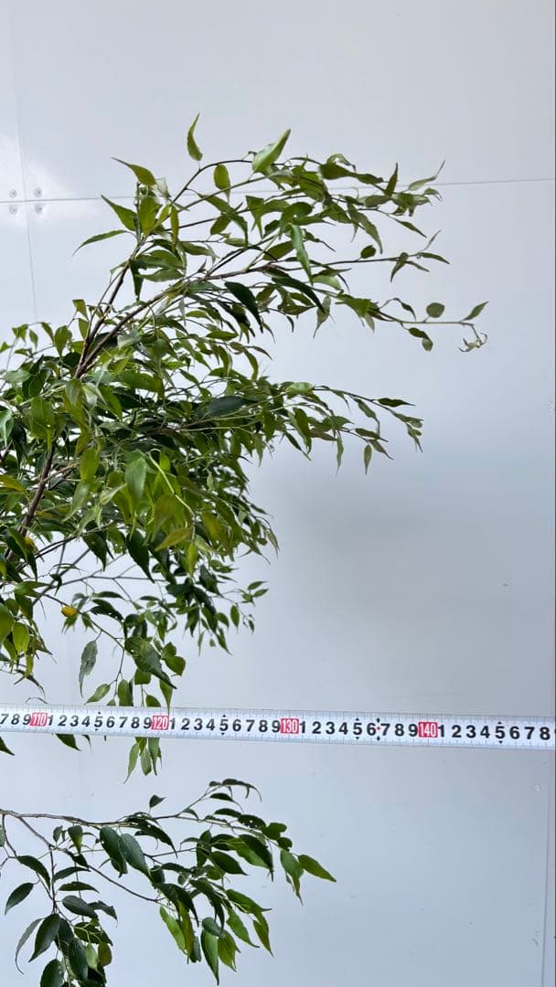 希少な単幹樹形 山採り ハイノキ 株立 638 樹高1.6 m位 高級樹